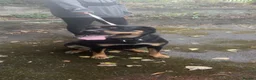 Rottweiler dogs for sale: Loving 4yr Rottweiler girl needs new home - Advert 1