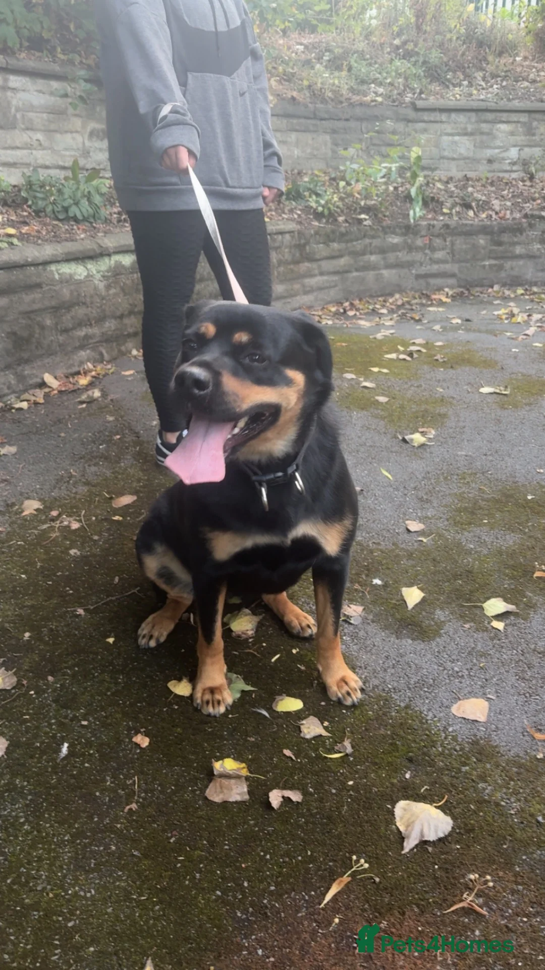 Rottweiler dogs for sale: Loving 4yr Rottweiler girl needs new home - Advert 1