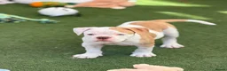 Old Tyme Bulldog dogs for sale: Old tyme bulldog pup female  in Sutton - Advert 6