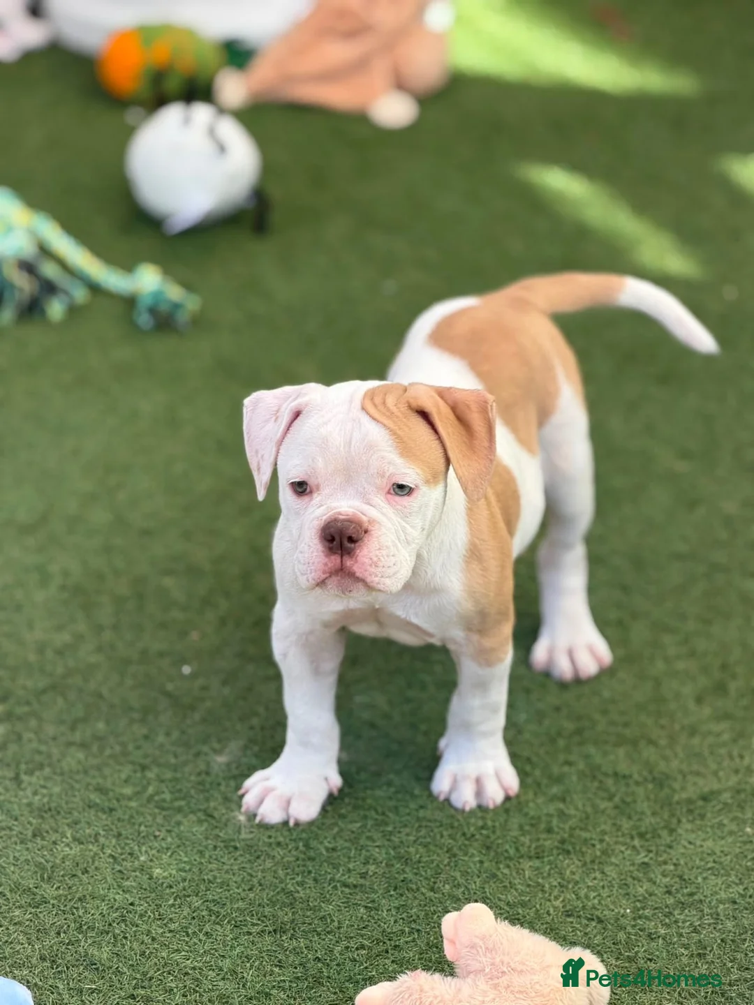 Old Tyme Bulldog dogs for sale: Old tyme bulldog pup female  in Sutton - Advert 6