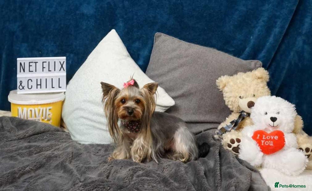 Yorkshire Terrier dogs for sale: 💝💝💝Both sides many champions 💝💝💝 in Leeds - Image 26