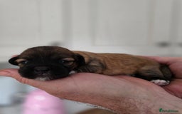 Lhasa Apso dogs for sale: Beautiful Lhasa Apso Puppies - Image 8