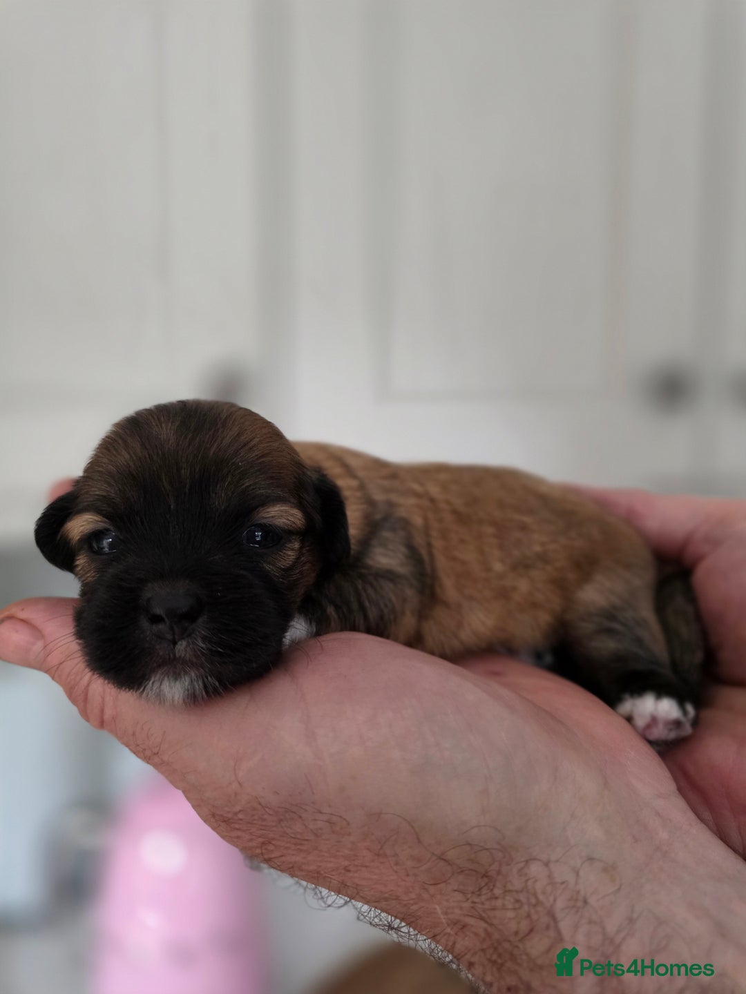 Lhasa Apso dogs for sale: Beautiful Lhasa Apso Puppies - Image 8