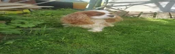 Cavalier King Charles Spaniel dogs for sale: Blenheim boy with stud potential - Advert 7