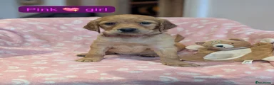 Pink Girl