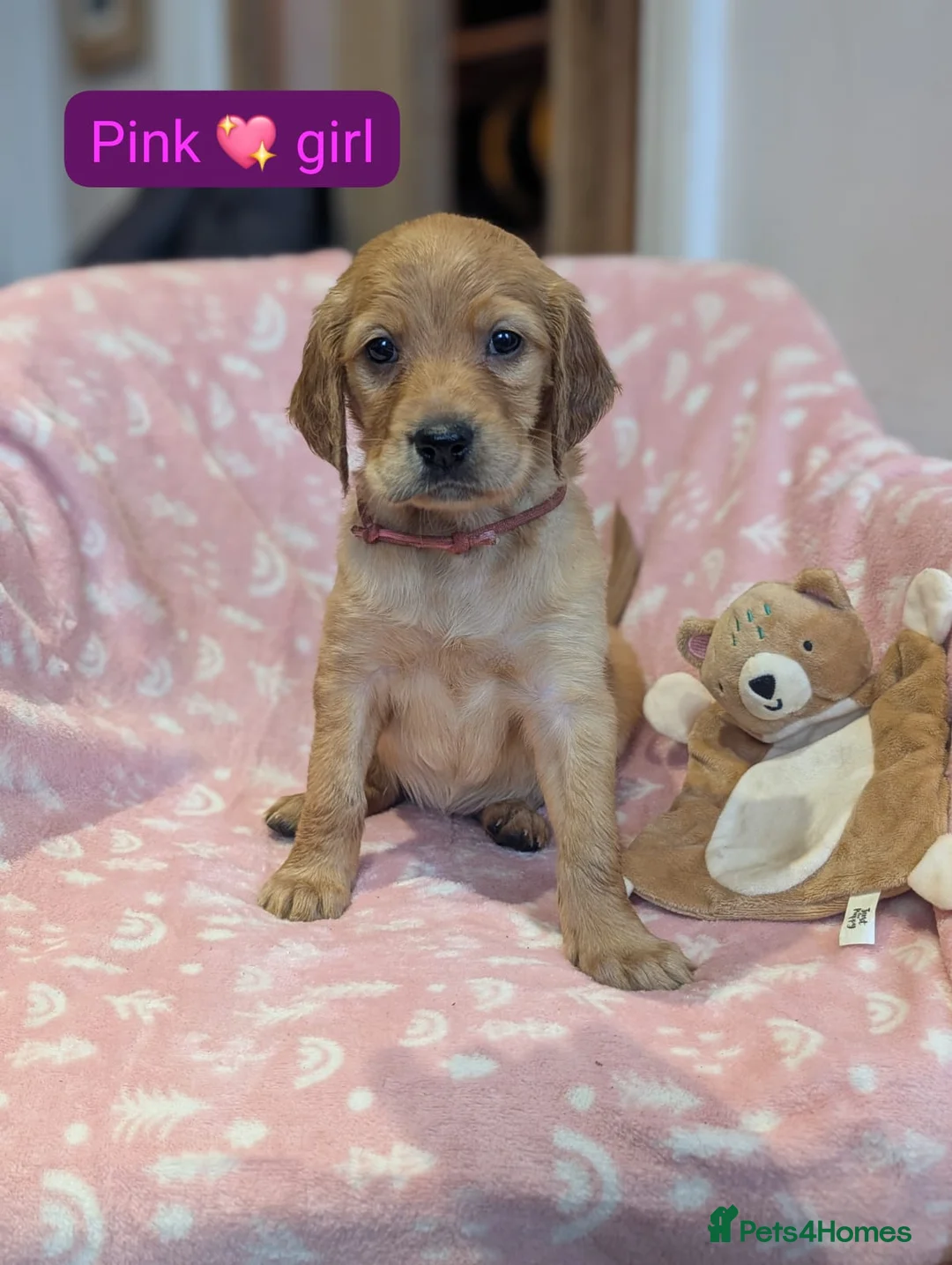 Mixed Breed dogs for sale: Golden Retriever x Irish Setter puppies!! SO CUTE! - Advert 12