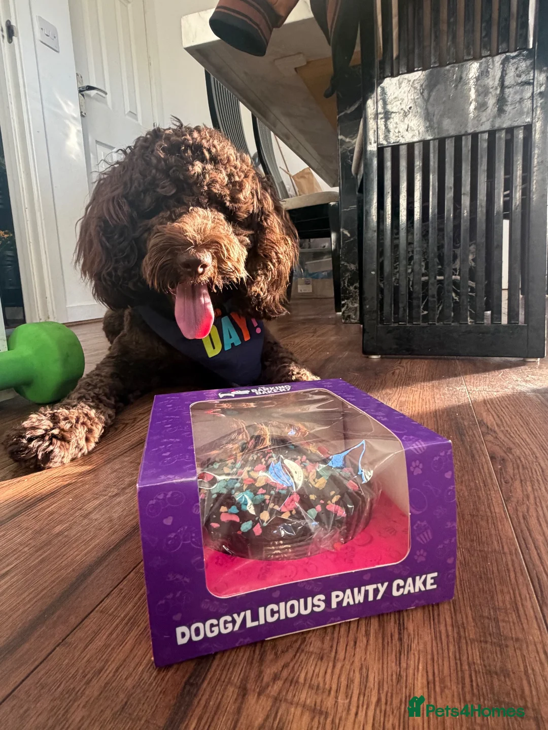 Cockapoo dogs for sale: Looking for new family  in Edinburgh - Advert 1