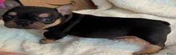 French Bulldog dogs for sale: Beautiful French Bulldogs in Barnsley - Advert 12