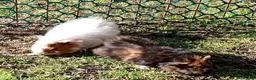 Guinea Pig rodents for sale: Beautiful baby girl piggies  - Advert 22