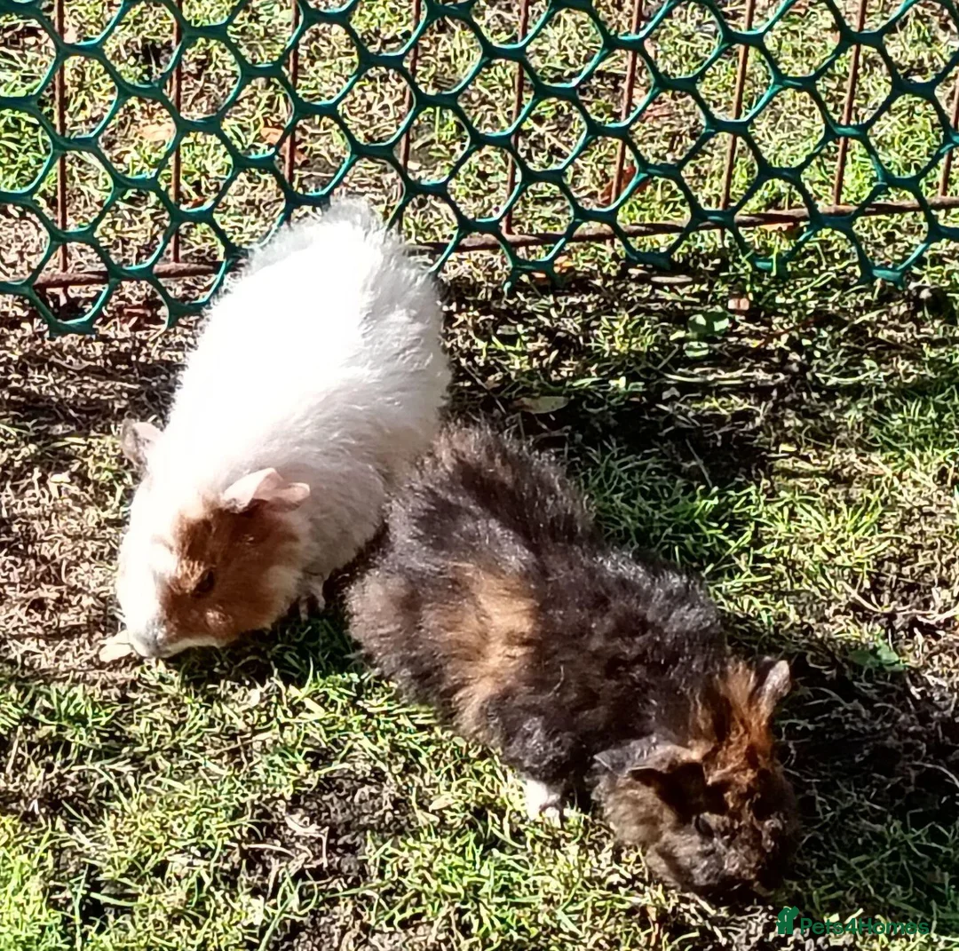 Guinea Pig rodents for sale: Beautiful baby girl piggies  - Advert 22