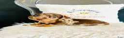 Miniature Dachshund dogs for stud: Black & Cream Smooth Stud  - Advert 12