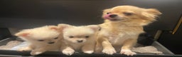 Pomchi dogs for sale: 3 pomchi - Advert 3