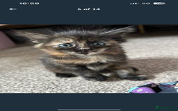 Mixed Breed cats for sale: 2 fluffy girls left out of litter of 5 - Image 5