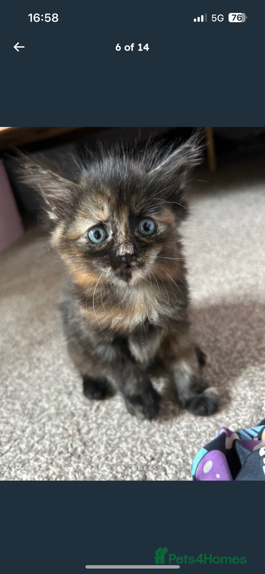 Mixed Breed cats for sale: 2 fluffy girls left out of litter of 5 - Image 5