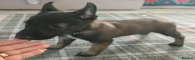 Belgian Shepherd Dog 1