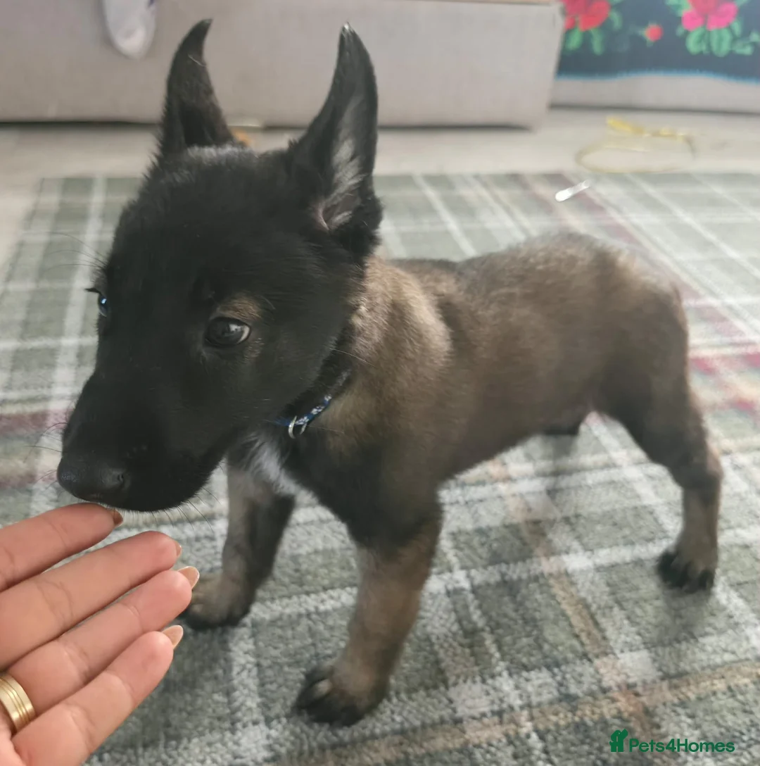 Belgian Shepherd Dog dogs for sale: Belgian malinois puppies - Advert 18