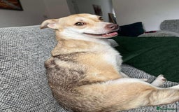 Mixed Breed dogs for adoption: Plucky Paige - Image 4