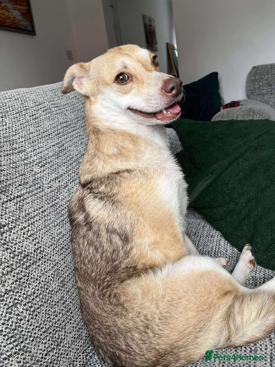 Mixed Breed dogs for adoption: Plucky Paige - Image 4