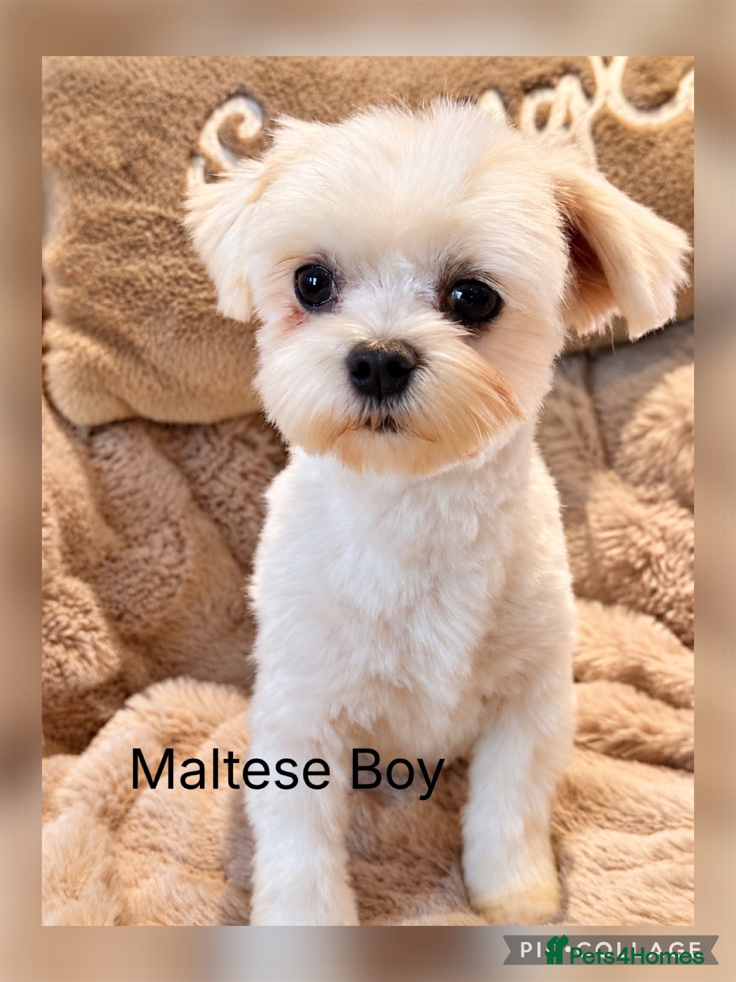 Maltese dogs for sale: Maltese Boy - Advert 1