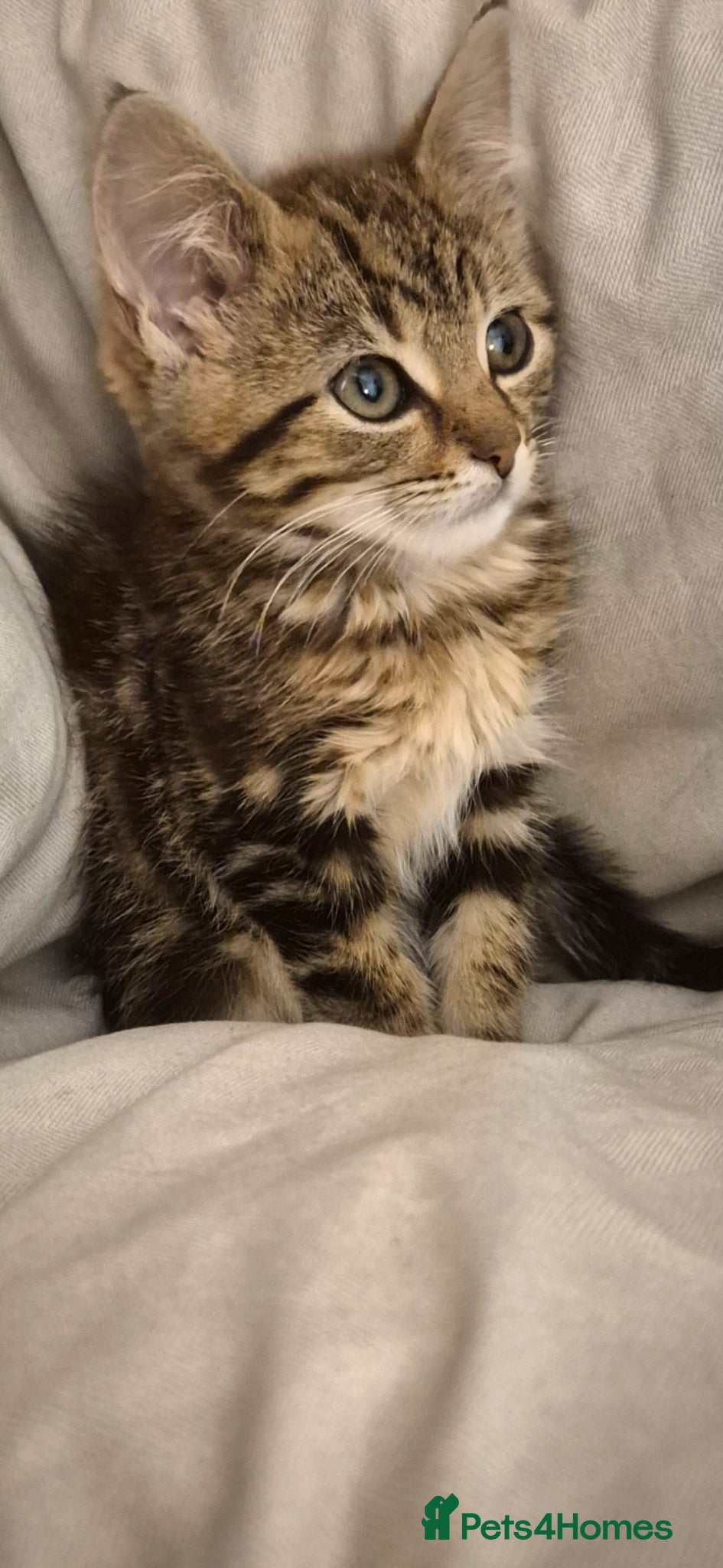 Maine Coon cats Bengal cross mainecoone kittens  - Advert 1