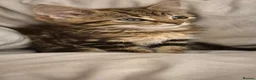 Maine Coon cats for sale: Bengal cross mainecoone kittens  - Advert 1