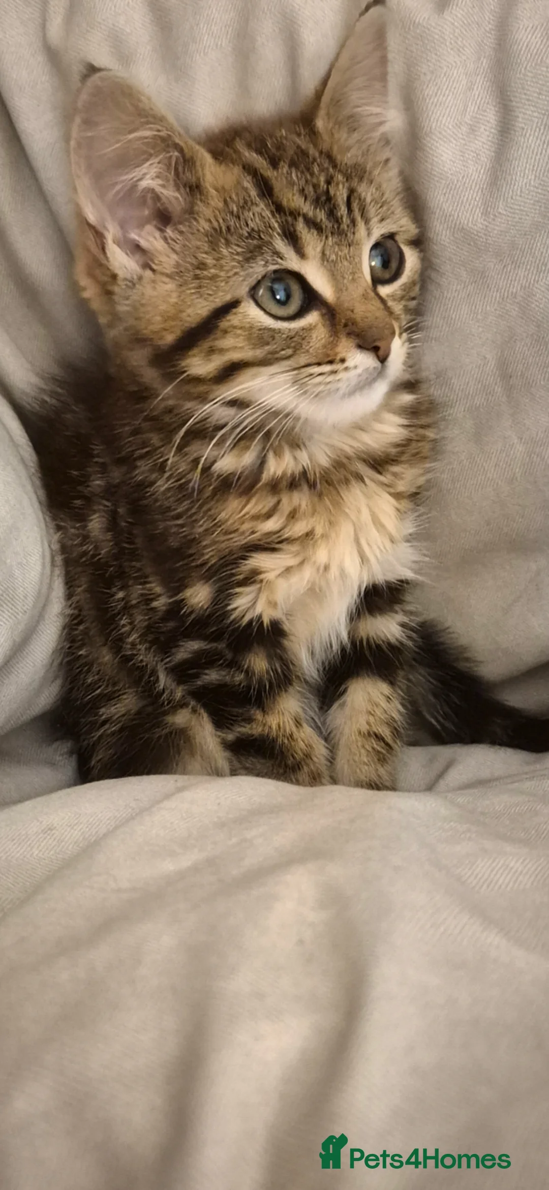 Maine Coon cats for sale: Bengal cross mainecoone kittens  - Advert 1