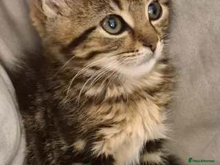 Maine Coon cats for sale: Bengal cross mainecoone kittens - Advert 1