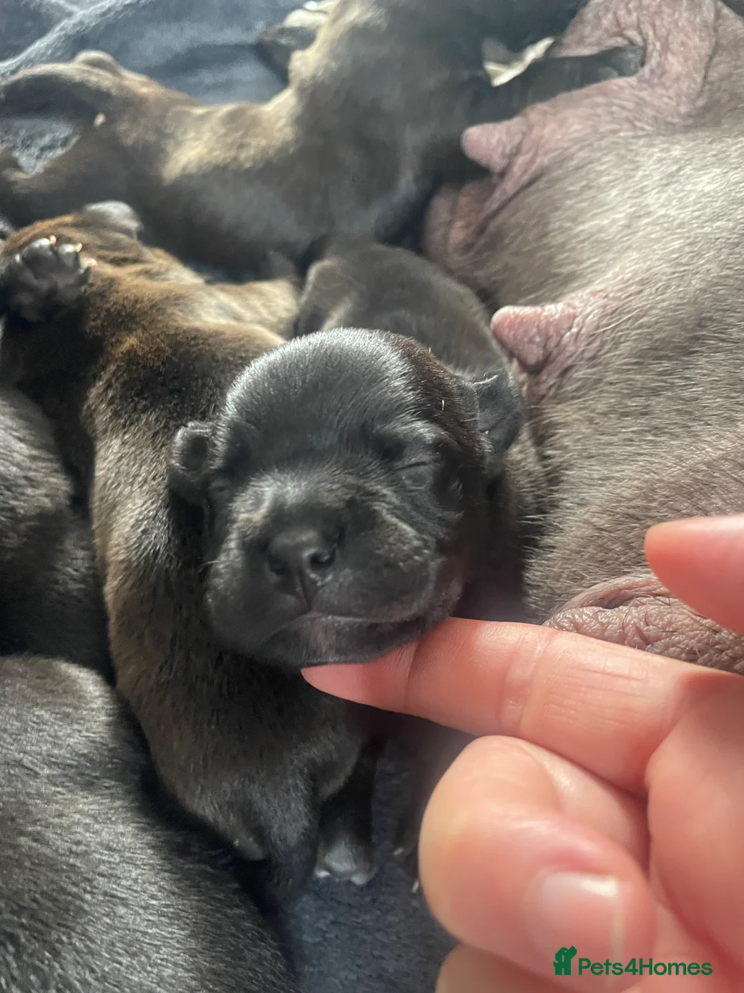 Staffordshire Bull Terrier dogs for sale: KC Beautiful litter of blue/red staffys  - Advert 2