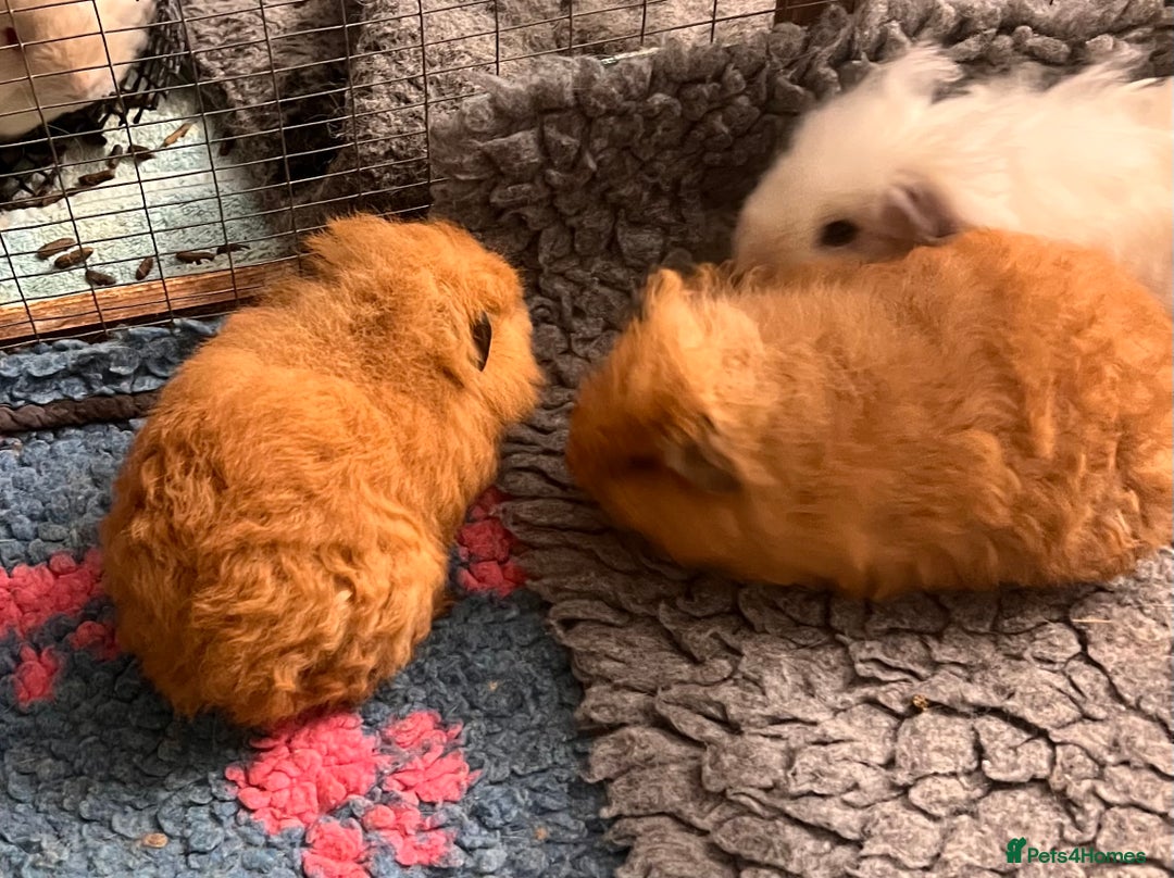 Guinea Pig rodents for sale: Bonded boar pedigree guinea pigs - Advert 1