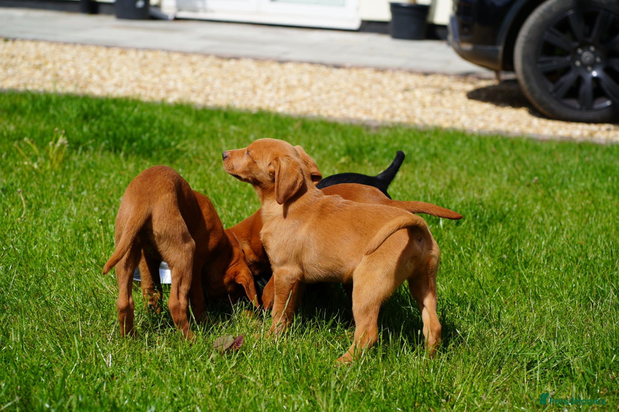 Labrador Retriever dogs Extensively Health Tested Labrador Puppies - Advert 1
