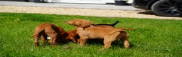 Labrador Retriever dogs for sale: Extensively Health Tested Labrador Puppies - Advert 8