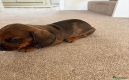 Miniature Dachshund dogs for sale: STUNNING MINIATURE DACHSHUNDS PUPPIES FOR SALE - Image 2