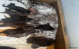 Cocker Spaniel dogs for sale: Exquisite Brown/White Working Cocker Spaniel Pups - Image 11