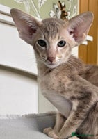 Oriental cats - Advert 1