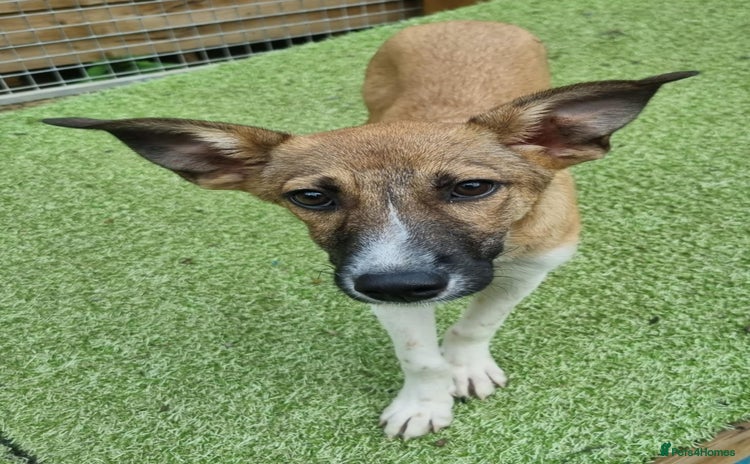 Mixed Breed dogs - Advert 4