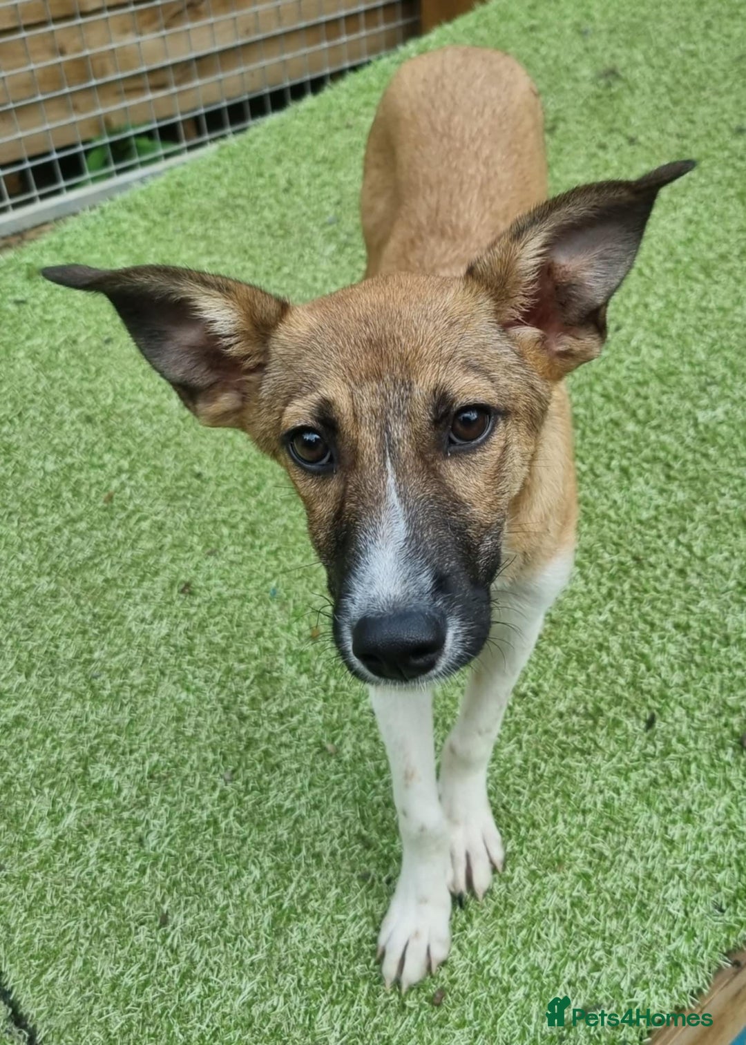 Mixed Breed dogs for adoption: Dahlia - In Ayr looking for a home  - Image 1