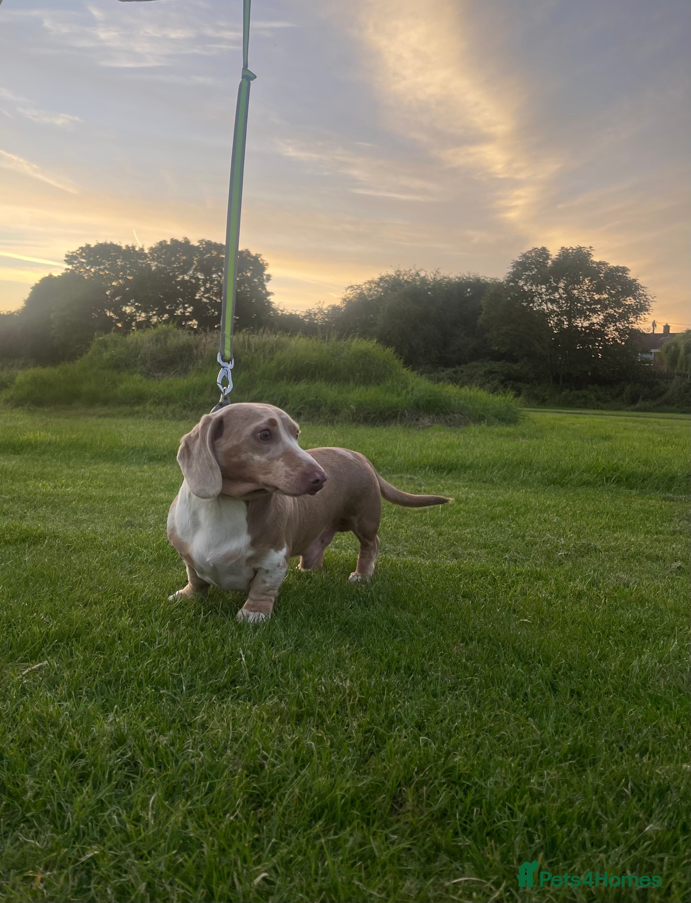 Miniature Dachshund dogs Miniature Dachshund Stud KC registered.  in Derby - Advert 15