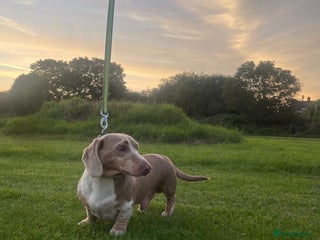 Miniature Dachshund dogs in Derby - Advert 40