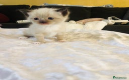 Ragdoll cats for sale: Ragdoll kittens  - Advert 18