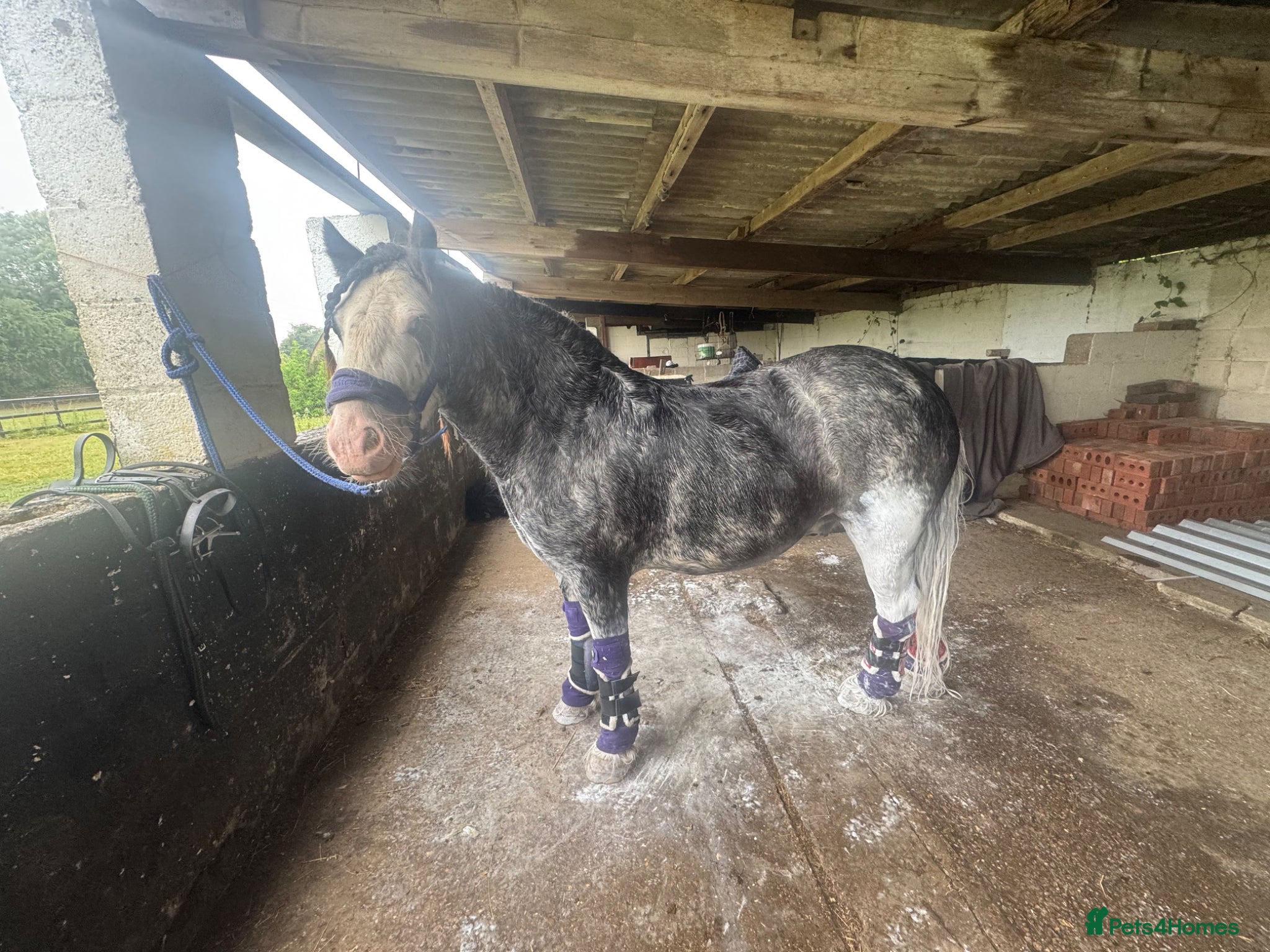 Irish Cob horses for sale: Norman  - Advert 7