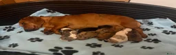 Dachshund dogs for sale: Lovely dachshunds!!! - Advert 1