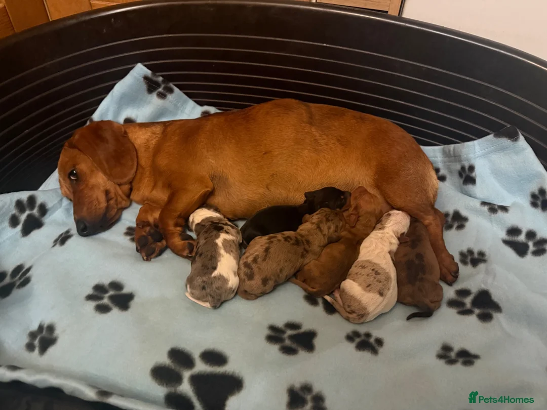 Dachshund dogs for sale: Lovely dachshunds!!! - Advert 1
