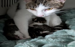 Mixed Breed cats for sale: 4 stunning kittens  - Image 11