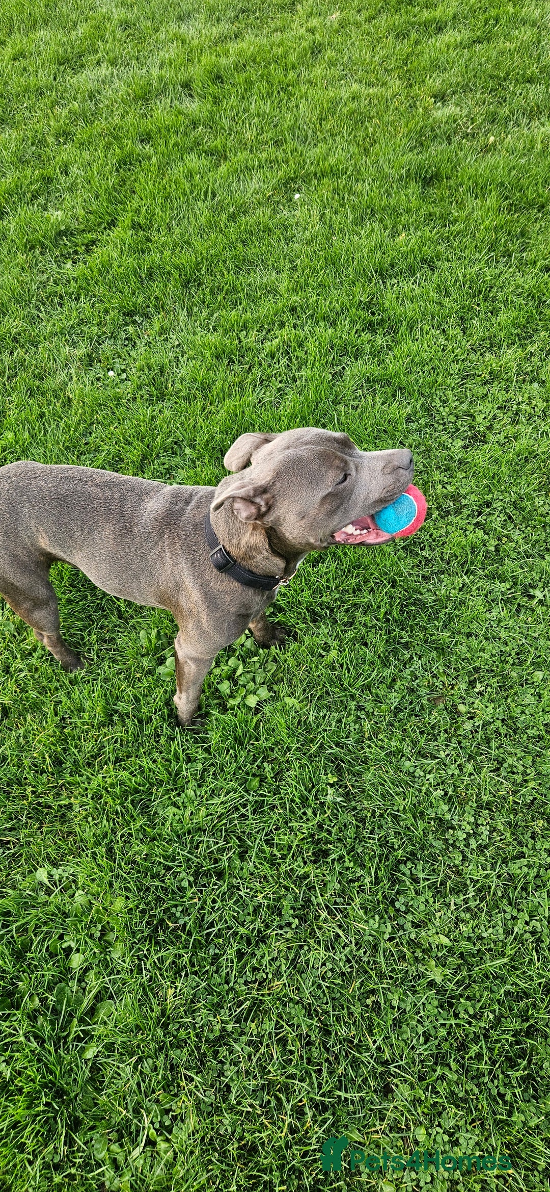 Staffordshire Bull Terrier dogs for stud: Blue staffie up for stud - Image 5