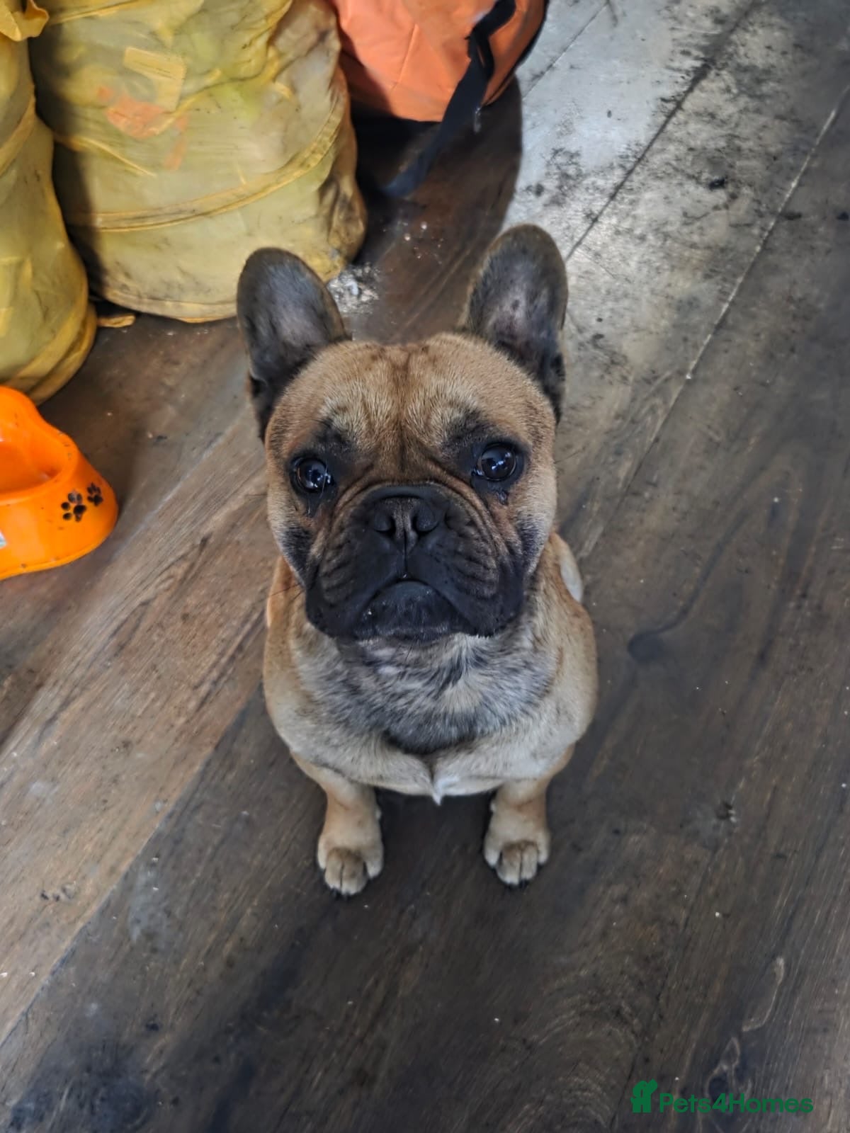 French Bulldog dogs French bulldog (quick sale asap) - Advert 9