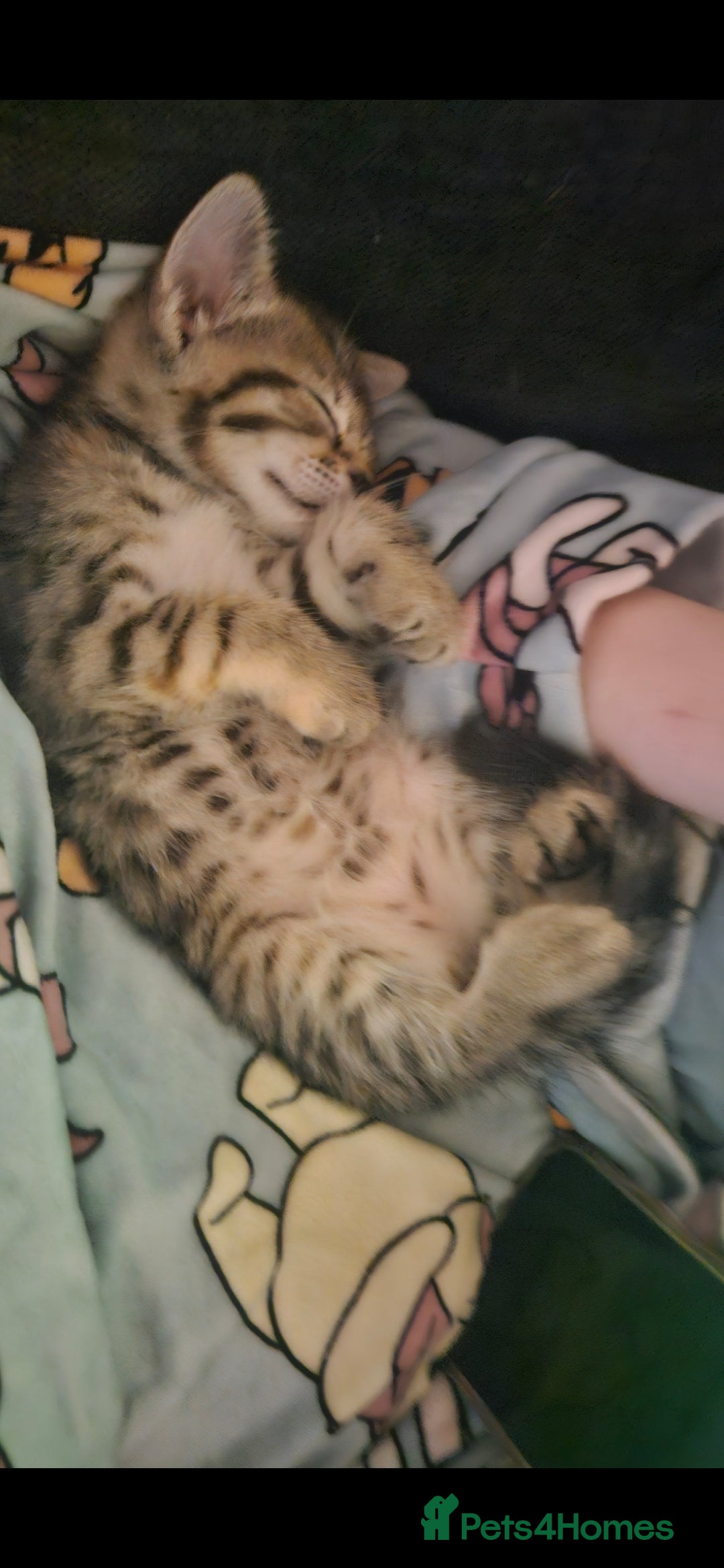 Mixed Breed cats for sale: Bengal cross kittens. 4 left!!! - Image 29
