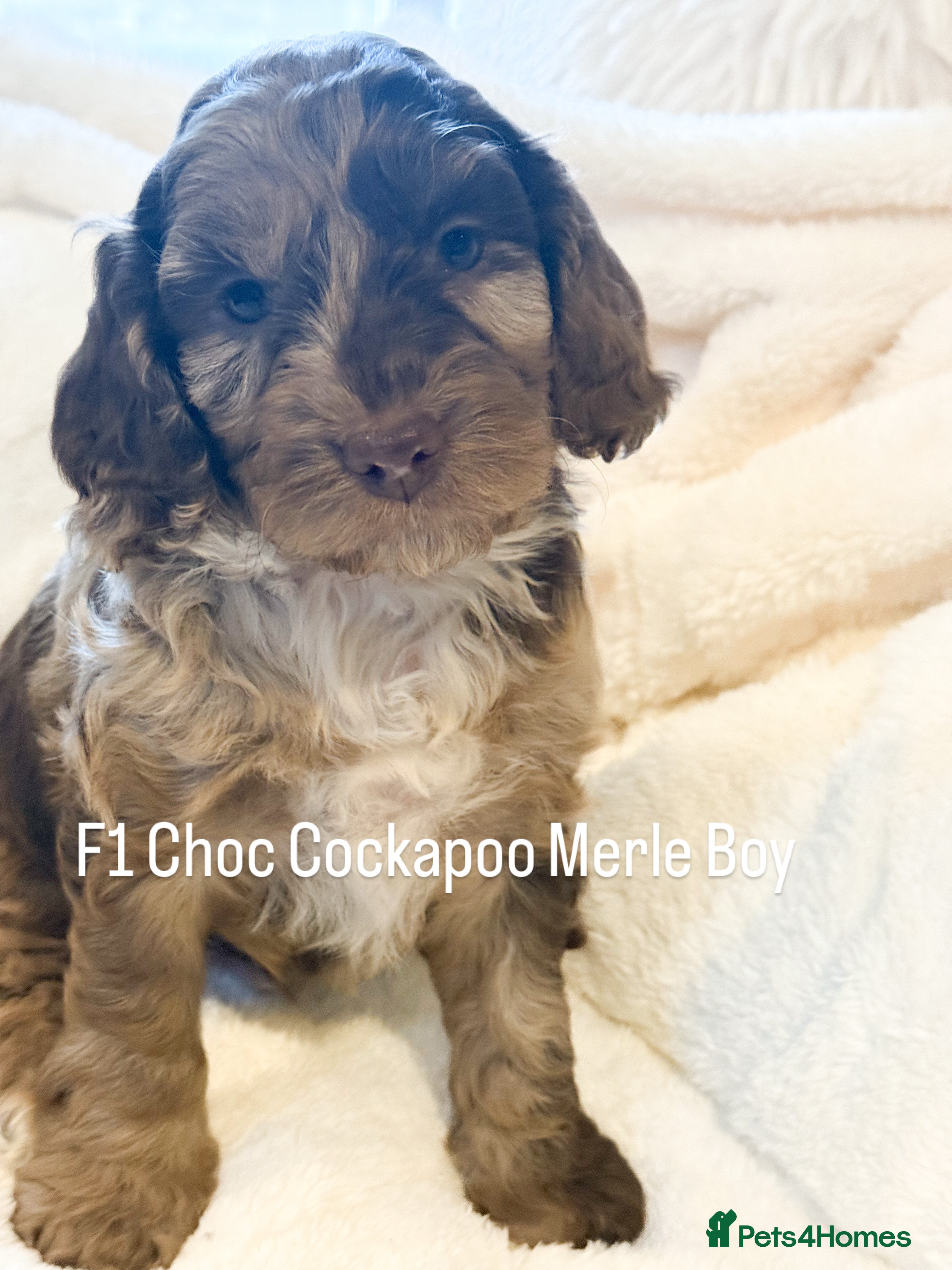 Cockapoo dogs F1 Show Cockapoo’s - Advert 1