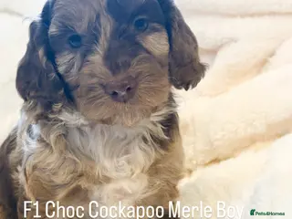 Cockapoo dogs F1 Show Cockapoo’s - Advert 1