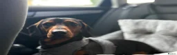 Dachshund dogs for sale: Dexter Male dachshund - almost 2 years old in Birkenhead - Advert 8