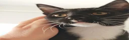 Mixed Breed cats for sale: Beautiful 5 months male cat looking for  home  - Advert 10